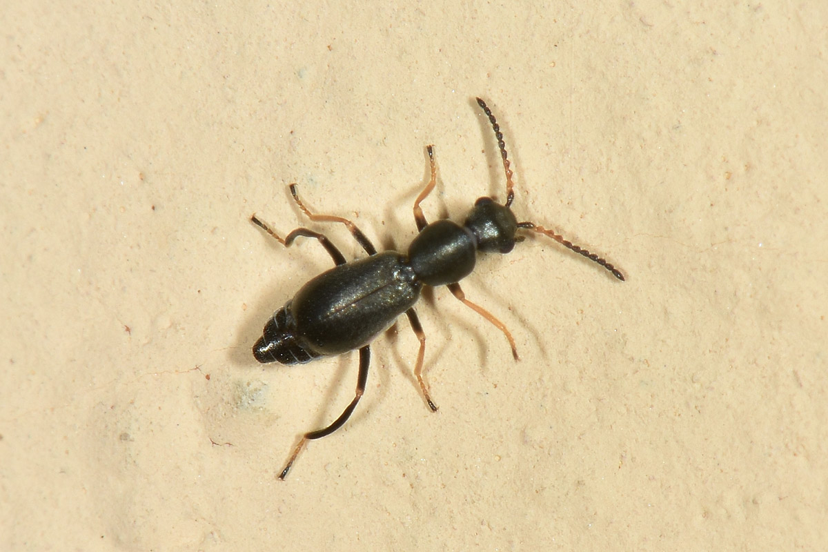 Malachiidae: Charopus  sp?  S. Charopus varipes, m & f